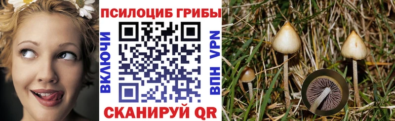 Купить Оса Галлюциногенные грибы Cubensis
